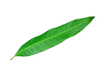 Mango leaves isolated on white background