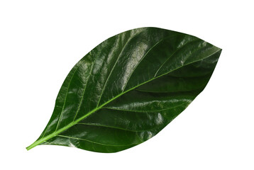 Obraz premium Green leaves isolated on white background