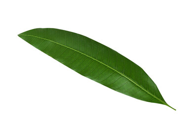 Obraz premium Mango leaves isolated on white background