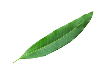 Obraz premium Mango leaves isolated on white background