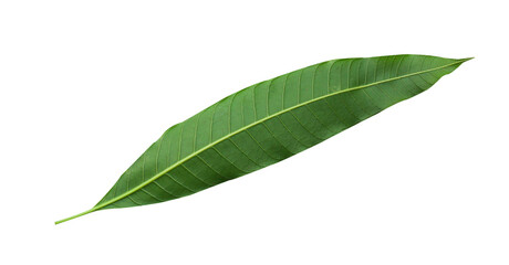 Mango leaves isolated on white background