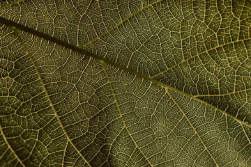 Close-up of a leaf of a tree. Mosaic mesh of yellow veins and green plant cells. The sun shines...