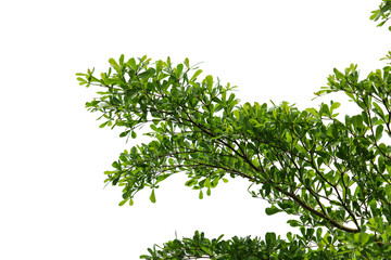 Obraz premium Green leaves isolated on white background