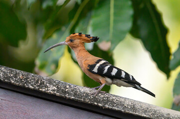 Closeup Common hoopoe bird on house roof © chamnan phanthong