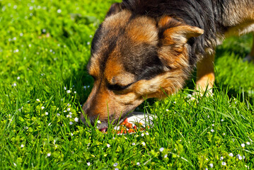 A homeless dog eats food from a plate. Yard black dog on a background of green grass. Stray dog close up.