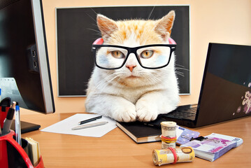 Cat with glasses near the laptop. White with red cat at the desk. The concept of business, computer...