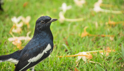 blackbird on the grass