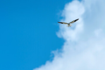 Black-shouldered Kite flying on blue sky background