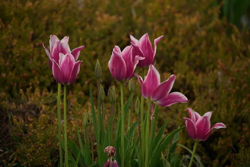 Garten mit blühenden Magnet färbenden Tulpen in einer Gruppe