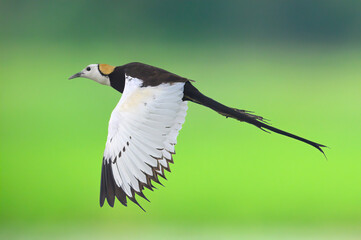 pheasant-tailed jacana flying on green background