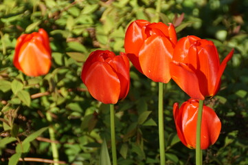 red tulips
