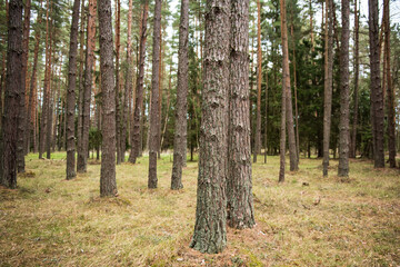Pine forest in spring day, Latvia.