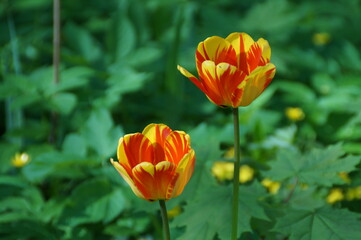 orange tulip