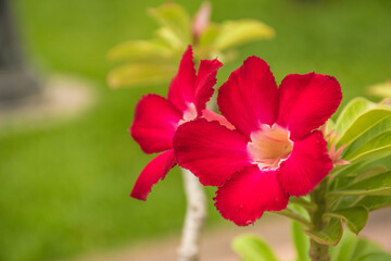 Obraz premium Azalea