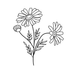 A daisy flower with bud and leaves. Three hand drawn camomiles. Vector illustration.