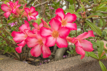 pink and white flower