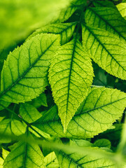 plant texture, natural green background