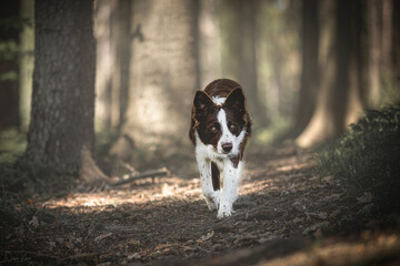 Brown Border collie in the forest