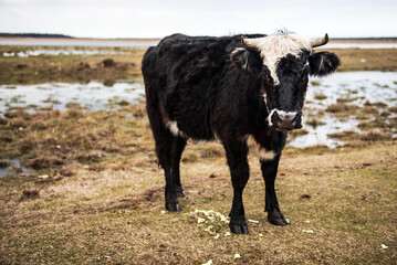Wild cow in open landscape, located in Engure Nature Park, Latvia.