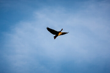 Fototapeta na wymiar Greylag goose floating in the evening backlight high in the blue sky