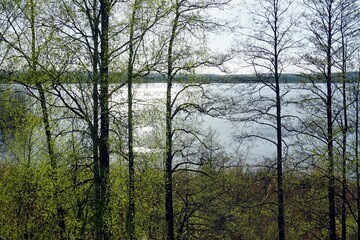 View of the forest lake Plavno in the Berezinsky reserve. The first leaves on the trees. Openwork light