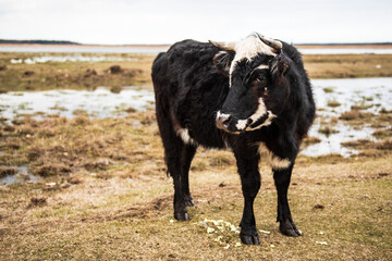 Wild cow in open landscape, located in Engure Nature Park, Latvia.