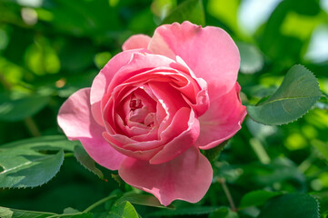 Pink rose 'Leonardo da Vinci'