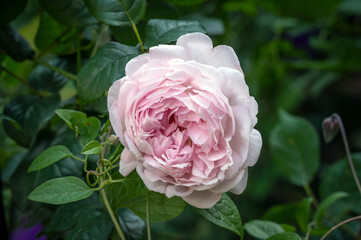 English rose 'Scepter'd Isle', a pale pink old fashioned style rose