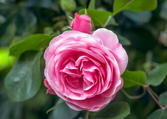 Pink rose 'Leonardo da Vinci'