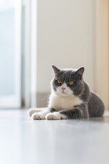British Shorthair lying on the floor