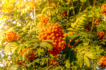 rowan branches with bunches of ripe red fruits and green leaves are backlit by the low morning sun, selective focus