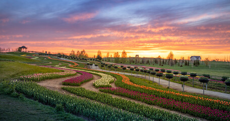 Fototapeta na wymiar Dawn over tulip fields. Different varieties of flowers bloom in flower beds.