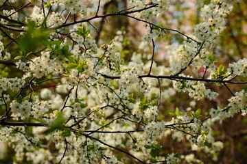 blooming tree in spring