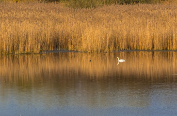 A swan living in a swamp surrounded by reeds