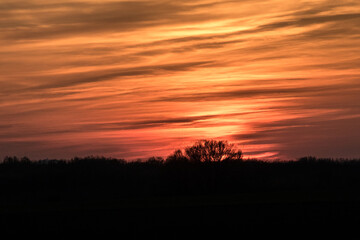 Fototapeta na wymiar Sunset with silhouette of trees on an orange background