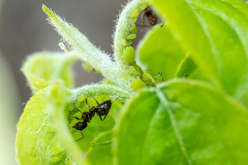 Ants graze aphid colony on a green apple tree leaf
