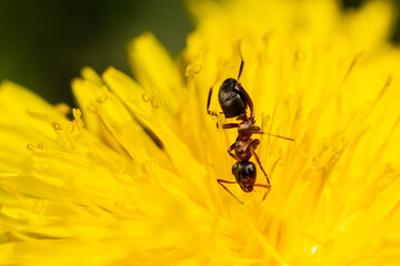 Ant drinks dandelion nectar