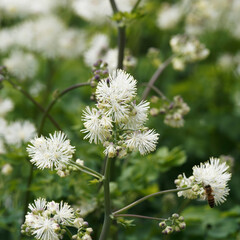 Thalictrum aquilegifolium cultivar album ou Pigamon à feuilles d'ancolie à floraison blanc ivoire d'allure gysophile en forme de plumets