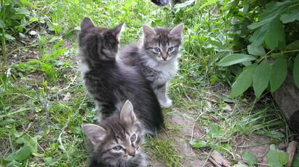 Kittens in the summer garden 
