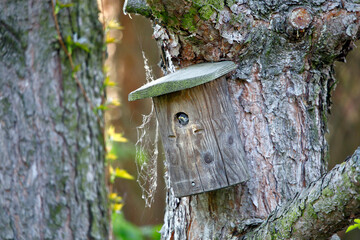 Ein Nistkasten mit Jungen Sperlingen im Frühjahr