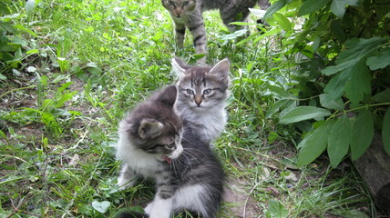 Kittens in the summer garden 2