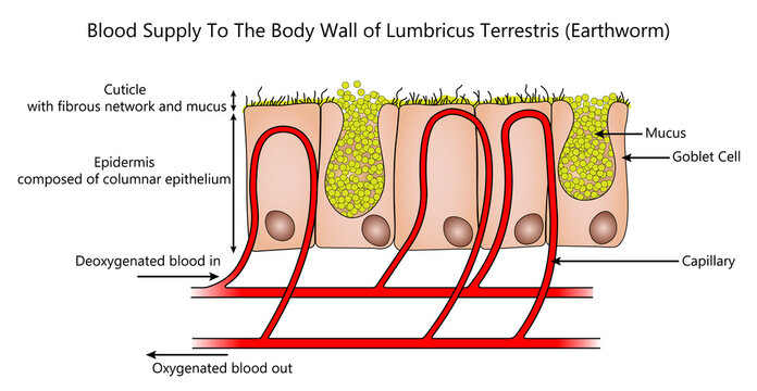 Gas exchange surface of an earthwork to show blood capillaries, epithelium, cuticle, columnar cells and goblet cells.  