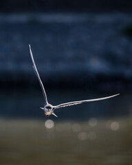 Bird in flight