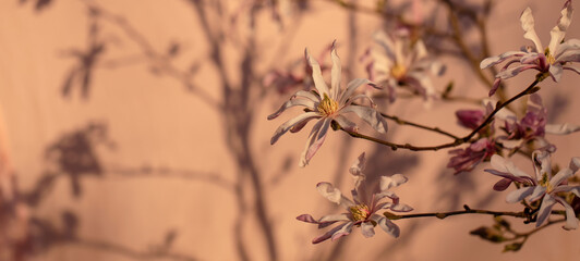 Blooming Magnolia tree on pink background with beautiful sunset shadows