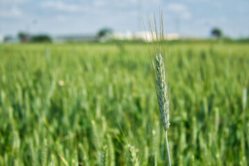 Detail of an ear of organic wheat still green on a sunny day