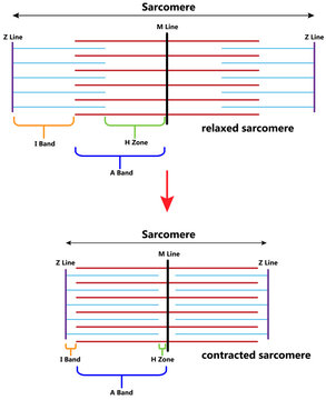 Sarcomere