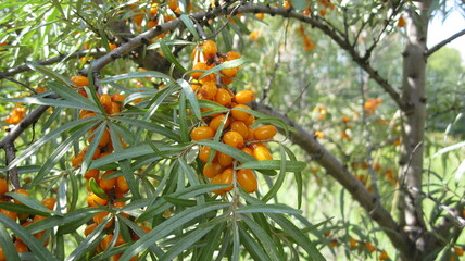 Ripe sea buckthorn berries in autumn 