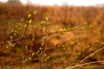 fresh young leaves on a tree early spring selective focus
