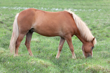 Naklejka na ściany i meble Icelandic brown pony-sized horse on pasture