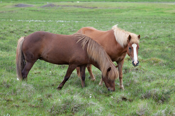 Naklejka na ściany i meble Icelandic pony-sized horses on pasture
